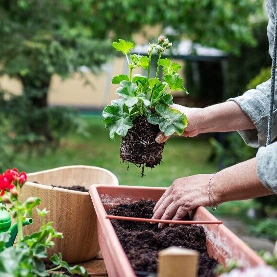 استفاده از خاک باغچه برای ساخت خاک گلدان